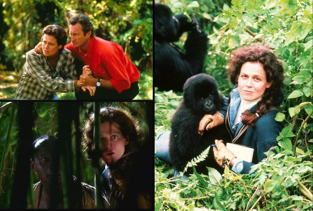 gorillak-a-kodben-1988